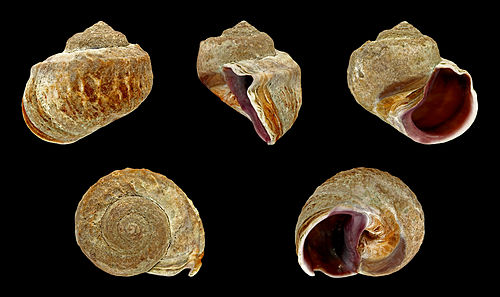 Amphibola crenata